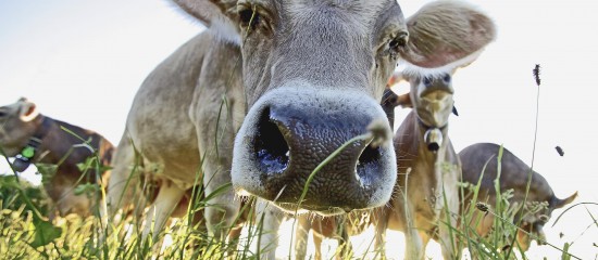 Élevage bovin : dépistage de la tuberculose bovine