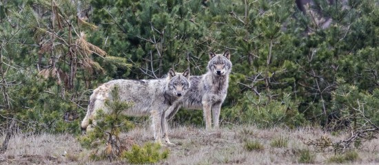 Élevages bovins, ovins, caprins : tirs de défense contre les loups
