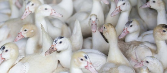 Aviculture : le risque de grippe aviaire redevient « élevé » !