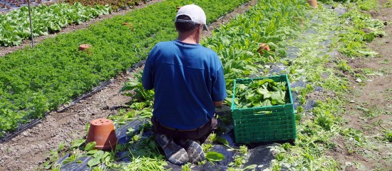 Insertion : expérimentation territoires zéro chômeur de longue durée