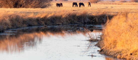 Environnement : appel à projets Mission Nature consacré à la biodiversité